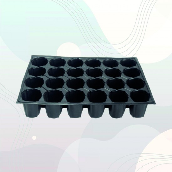 24 Gözlü Fide Viyolü