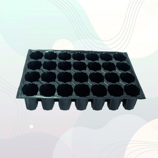 32 Gözlü Fide Viyolü