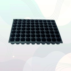 70 Gözlü Fide Viyolü