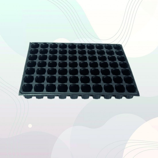 70 Gözlü Fide Viyolü