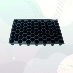 85 Gözlü Fide Viyolü