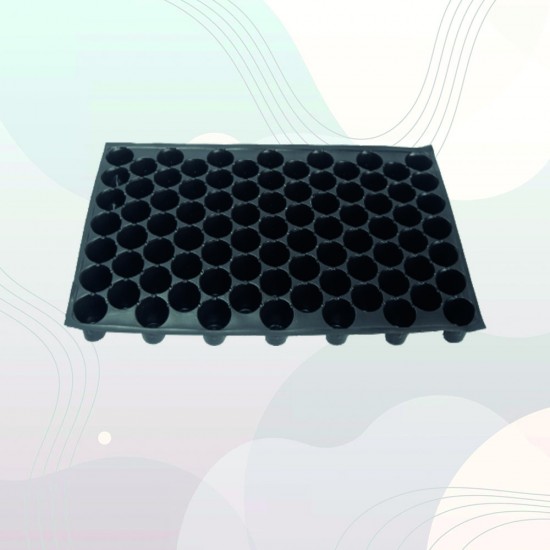 85 Gözlü Fide Viyolü