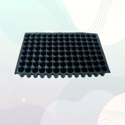 104 Gözlü Fide Viyolü