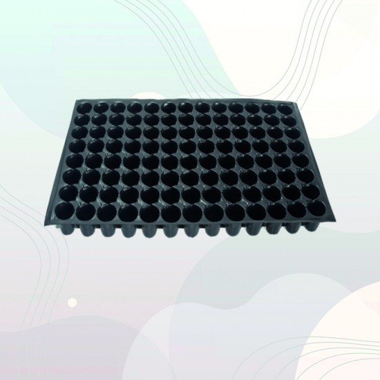 104 Gözlü Fide Viyolü