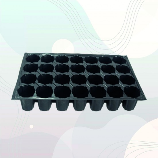 28 Gözlü Fide Viyolü