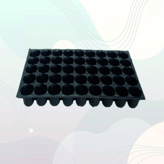 45 Gözlü Fide Viyolü