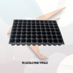 70 Gözlü Fide Viyolü