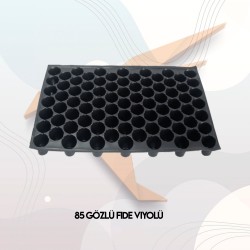 85 Gözlü Fide Viyolü